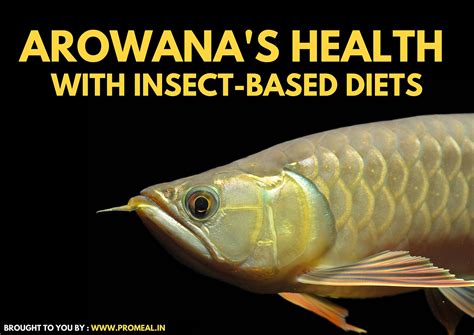  Arowana: De Silvery Wonder met een Ogenblikkelijke Aanhang voor Insecten!