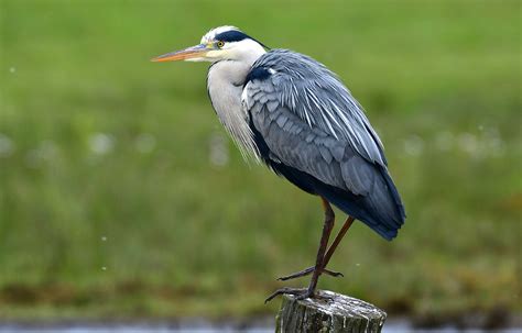  Blauwe Reiger: Een Vogel Met een Pronkplumage die Gracevol Door Moerasgebieden en Wateren Glijdt!