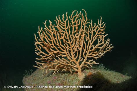  Eunicella verrucosa: Een levendige architect van de diepzee met elegante takken!