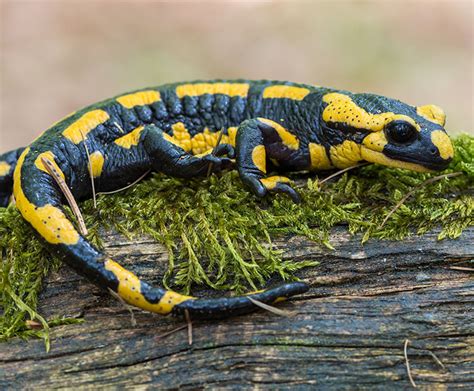  Fire Salamander: Een Geweldig Aardbewoner Met Felle Kleuren Die Voorzien Is Van Toxische Klieren Voor Zelfverdediging!