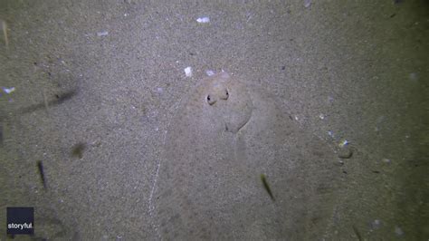  Flounder: Een meester van camouflage met een voorliefde voor zand!