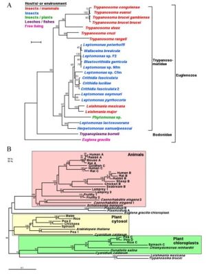  Kinetoplastida: De microscopische kampioenen van energie-efficiëntie!