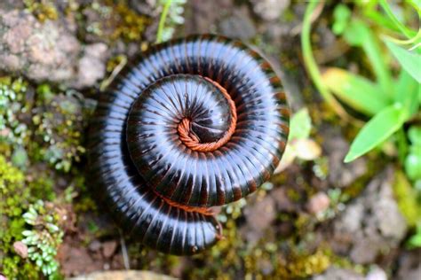  Millipede! Een Onverwachte Gast met een Legendaire Aantal poten