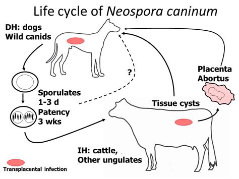  Neospora! Een microscopische parasiet die de wereld van honden en vee op zijn kop zet