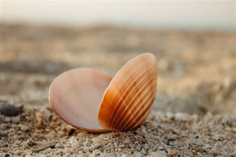  Schelpkalk: Een wonder van de natuur met een dubbele schelp en een voorliefde voor zand!