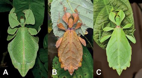  Spiny Leaf Insect! A Remarkable Master of Camouflage and Survival Strategies That Will Leave You Astounded