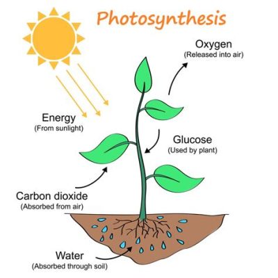   Zoöflagelate! De Mysterieuze Wereld van de Zoochlorella en Haar Fotosynthetische Kunsten