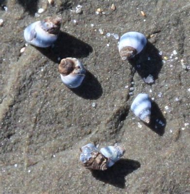  Banded Periwinkle! Een Levend Fossiel met een Verrassend Sterk Knuistje