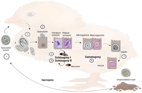  Eimeria! Een microscopische parasiet met een gigantische invloed op de gezondheid van landbouwdieren