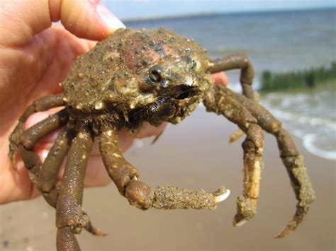  Jumping Spider Crab: Ontdek de Kleinste Krabbensoort ter Wereld met een Onverwachte Liefde voor Spinnen!