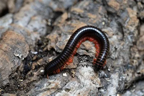 Tangled Millipede:  Discover the Mysteries of this Many-Legged Marvel Hiding Under Rocks!