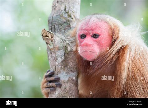 Uakari! Deze onbekende primatensoort heeft een rood gezicht dat je nooit zult vergeten.