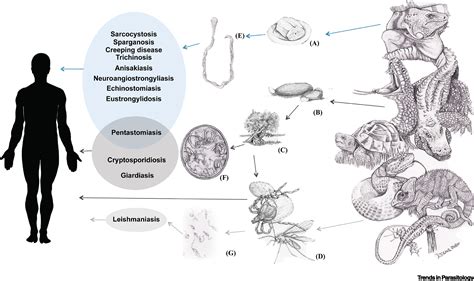  Zoonotic Ziphiid Parasite:  A Tiny Terror Lurking Within Larger Hosts!